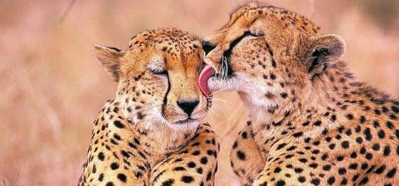 Big 5 Safari, Whale Watching, Robben Island & Table Mountain - Key Points