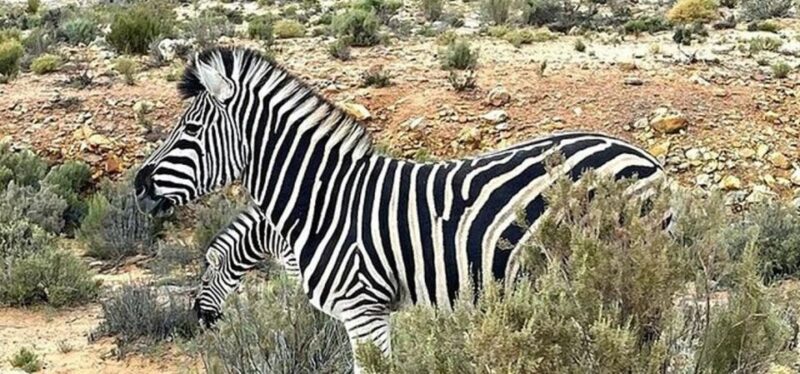 Big 5 Safari, Whale Watching, Robben Island & Table Mountain - Whale Watching Adventure