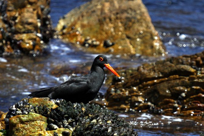 Big 5 Sea Safari in Walker Bay From Gansbaai - Tour Highlights and Reviews