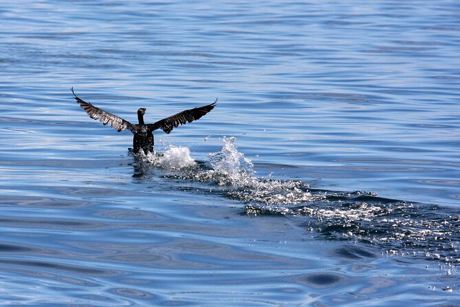 Big 5 Sea Safari in Walker Bay From Gansbaai - Scenic Points to Explore