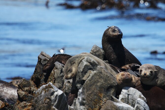 Big 5 Sea Safari in Walker Bay From Gansbaai - Recommended Items for the Tour
