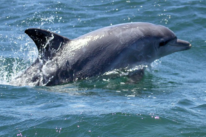 Big 5 Sea Safari in Walker Bay From Gansbaai - Booking and Cancellation Policy