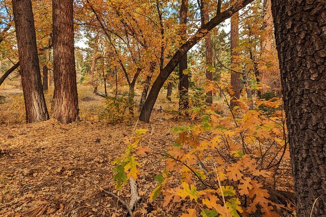Big Bear Fall Colors Hiking Tour in Southern California - Booking and Cancellation