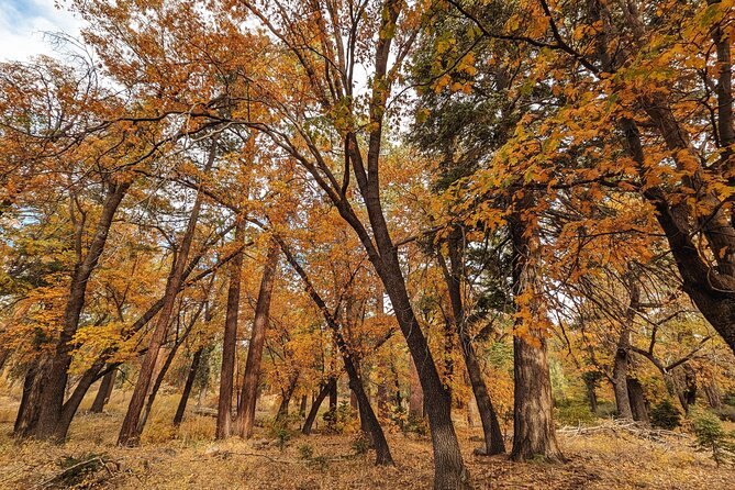 Big Bear Fall Colors Hiking Tour in Southern California - Safety and Accessibility