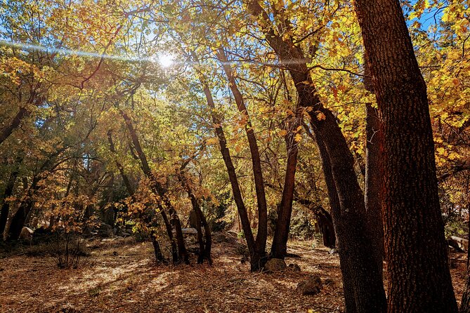 Big Bear Fall Colors Hiking Tour in Southern California - Traveler Reviews