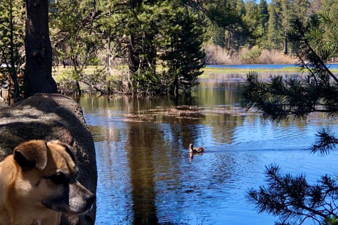 Big Bear Jeep Off-Road Tour With Hike to Bluff Lake Reserve - Tour Capacity and Accessibility