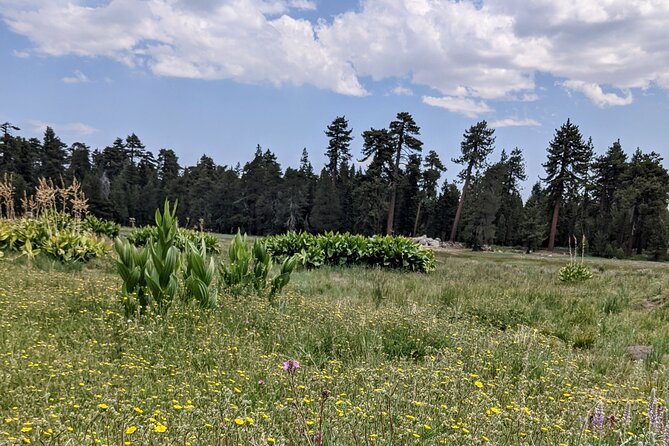 Big Bear Jeep Off-Road Tour With Hike to Bluff Lake Reserve - Learning About the Local Environment