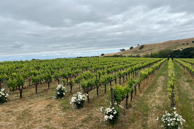 Big Bus San Francisco: Napa and Sonoma Valley Wine Tour - Logistical Information