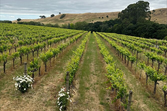 Big Bus San Francisco: Napa and Sonoma Valley Wine Tour - Tour Reviews