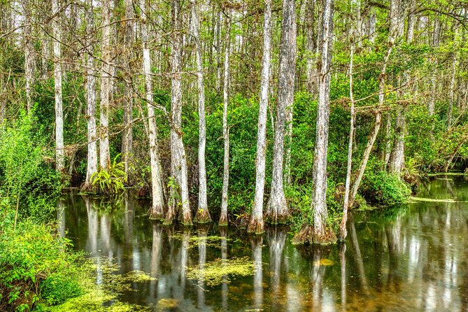Big Cypress National Preserve Self Guided Driving Audio Tour - Exploring the Preserve