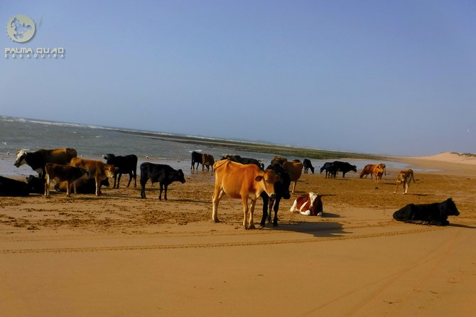 Big Dunes and Atlantic Coast Tour 2 HOURS - Meeting and Pickup