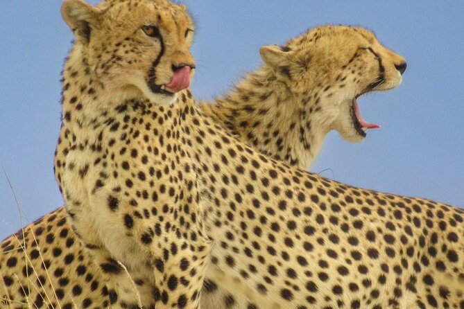 Big Five Luxury 7 Days Safari Tour in Arusha - International and Local Flights