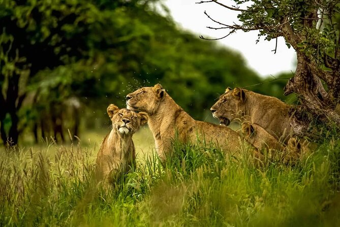 Big Five Luxury 7 Days Safari Tour in Arusha - Meeting and Pickup Service