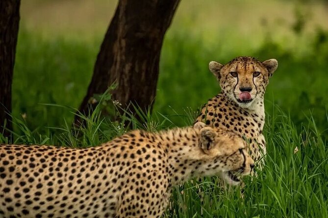Big Five Luxury 7 Days Safari Tour in Arusha - Confirmation and Accessibility