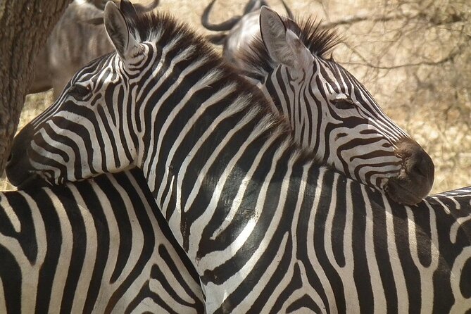 Big Five Luxury 7 Days Safari Tour in Arusha - Physical Fitness Requirements