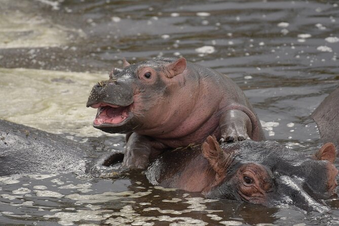 Big Five Luxury 7 Days Safari Tour in Arusha - Traveler Reviews and Ratings