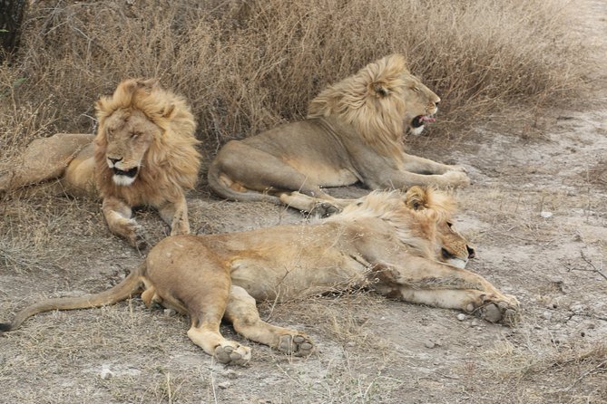 Big Five Luxury Safari in Tanzania - Accommodation