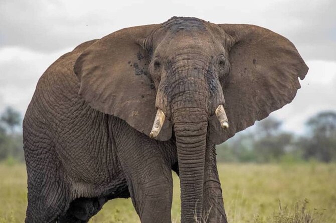 Big Five Luxury Safari in Tanzania - Professional Guide