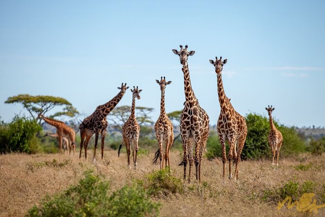 Big Five Luxury Safari in Tanzania **Sustainable Travel Approach - Pickup Arrangements
