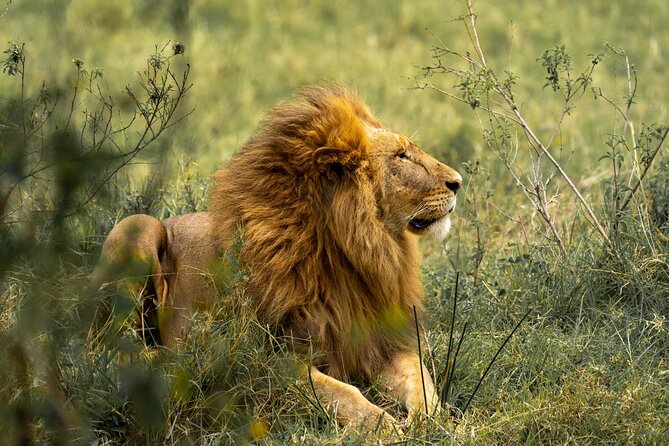 Big Five Luxury Safari in Tanzania **Sustainable Travel Approach - Accessibility Considerations