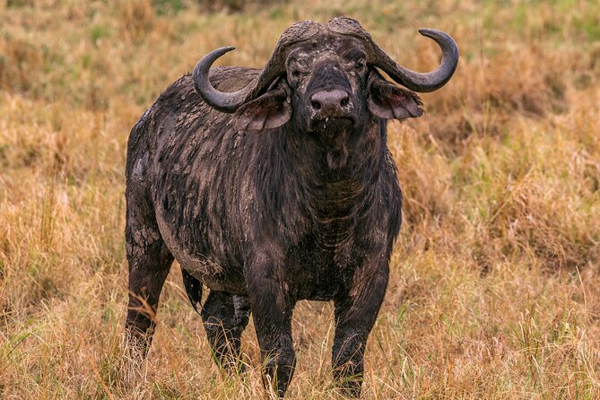 Big Five Luxury Safari in Tanzania **Sustainable Travel Approach - Group Size Limit