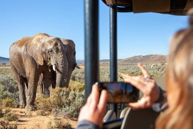 Big Five Safari Experience Near Cape Town ,South Africa - Key Points