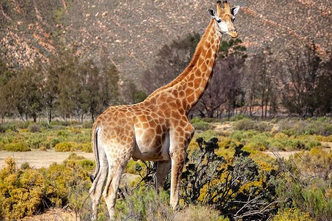 Big Five Safari Experience Near Cape Town ,South Africa - Location and Rating