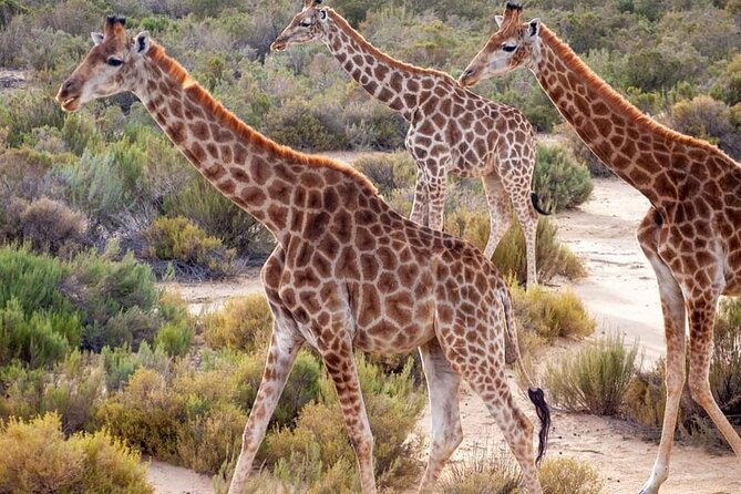 Big Five Safari Experience Near Cape Town ,South Africa - Inclusions and Highlights