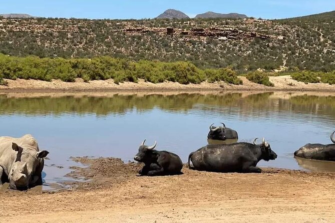 Big Five Safari Experience Near Cape Town ,South Africa - Positive Guest Experiences