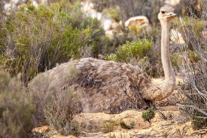 Big Five Safari Experience Near Cape Town ,South Africa - Notable Guest Comments