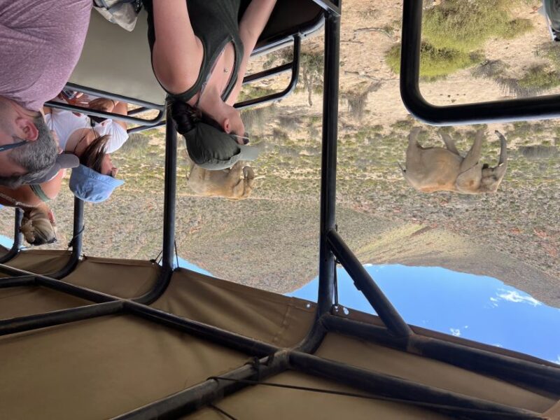 Big-Five Safari Experience Near CapeTown, South Africa - Wildlife Expectations