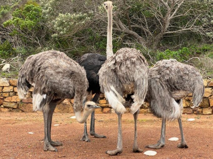 Big-Five Safari Experience Near CapeTown, South Africa - Pickup Locations