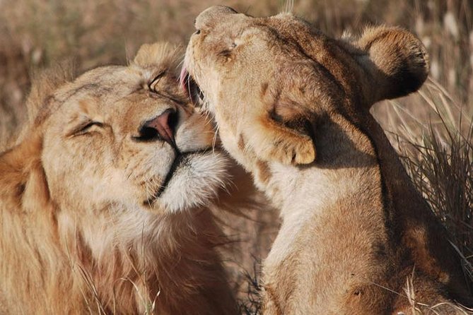Big Five Safari In Tanzania - Included in the Package