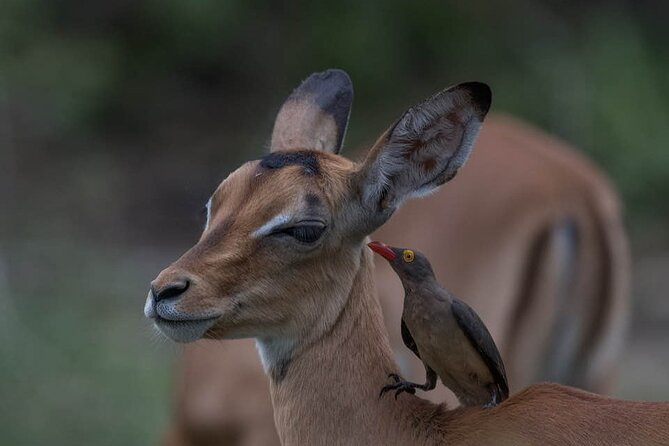 Big Five Safari In Tanzania - Meeting and Pickup Arrangements