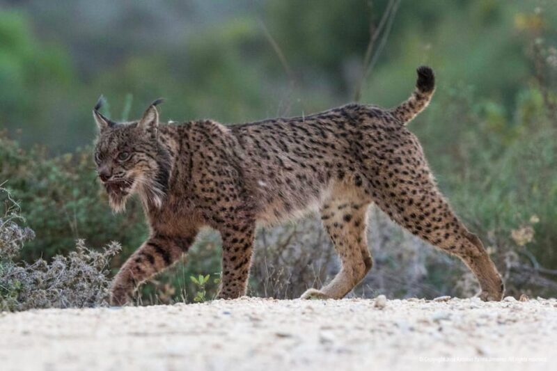 Big Five - Doñana National Park