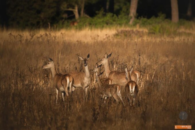 Big Five - Tour Suitability