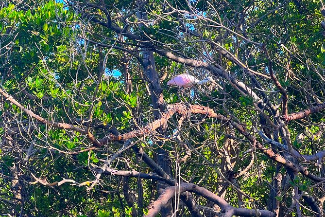 Big Hickory Self Guided Kayaking Activity in Bonita Springs - Activity Overview