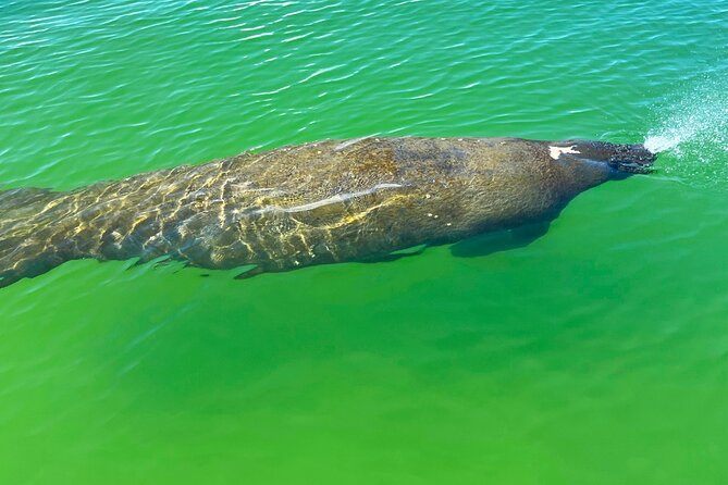 Big Hickory Self Guided Kayaking Activity in Bonita Springs - Included in the Experience