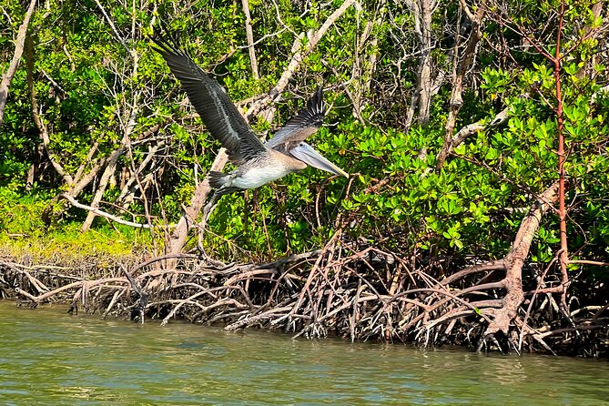 Big Hickory Self Guided Kayaking Activity in Bonita Springs - Traveler Reviews and Feedback