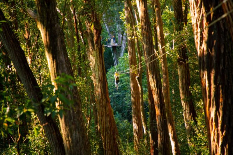 Big Island: 3-Hour Kohala Canopy Zipline Adventure - Participant Requirements
