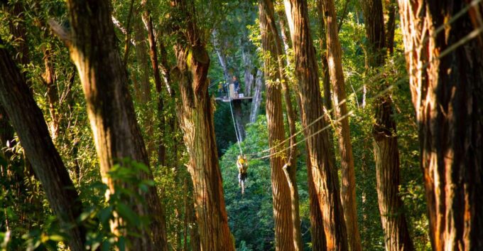 Big Island: 3-Hour Kohala Canopy Zipline Adventure - Zipline Experience