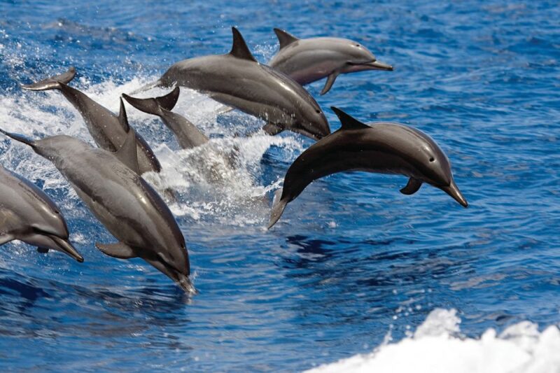 Big Island: 3 Hour Waikoloa Snorkeling & Sailing Adventure - Onboard Amenities