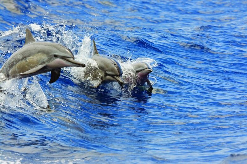 Big Island: 3 Hour Waikoloa Snorkeling & Sailing Adventure - Departure and Requirements