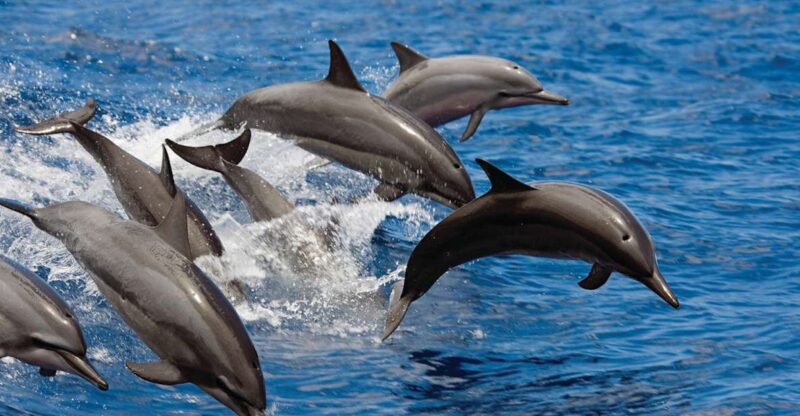 Big Island: 3 Hour Waikoloa Snorkeling & Sailing Adventure - Sailing Duration and Schedule