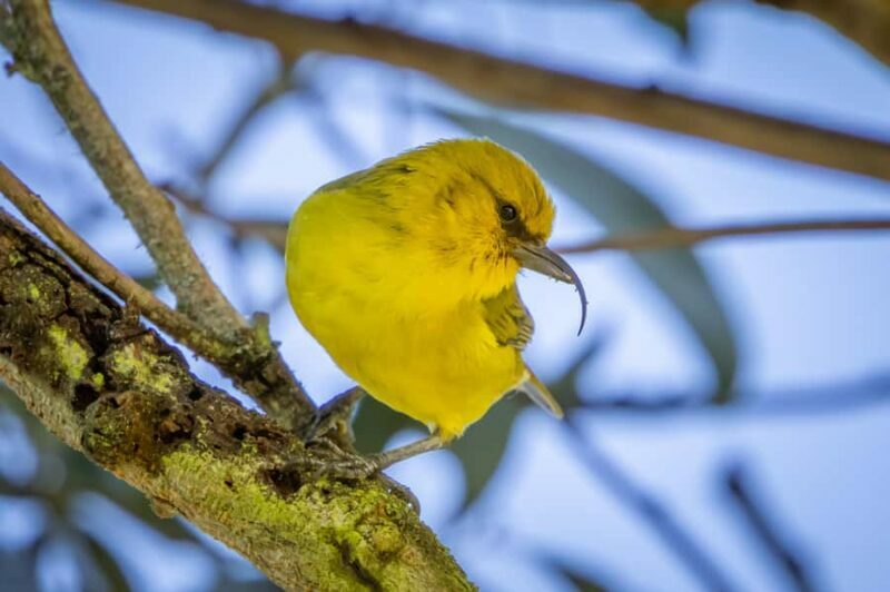 Big Island: Birdwatching Tour with Expert Guide - Key Points