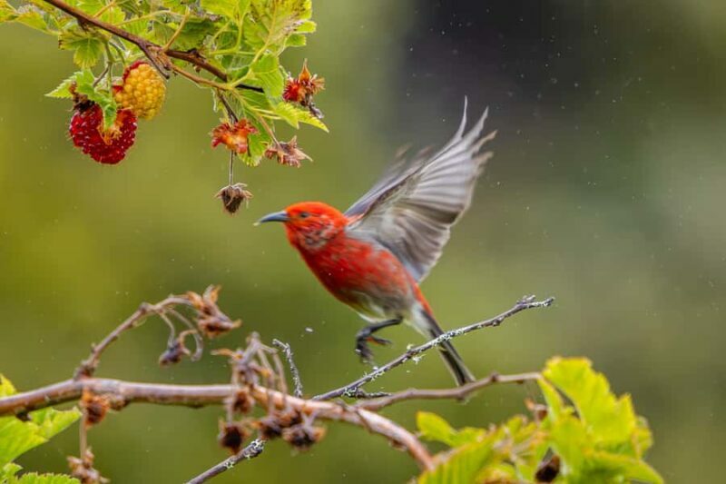 Big Island: Birdwatching Tour with Expert Guide - An In-Depth Look at the Big Island Birdwatching Experience