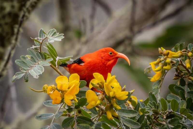 Big Island: Birdwatching Tour with Expert Guide - Who Will Enjoy This Tour?