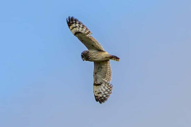 Big Island: Birdwatching Tour with Expert Guide - FAQ