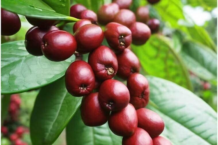 Big Island Epic Coffee Tour - ATV Ride Included - Real Traveler Perspectives