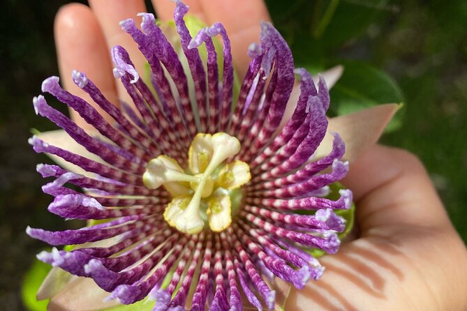 Big Island Farms Tour in Hawaii - Tour Details and Inclusions